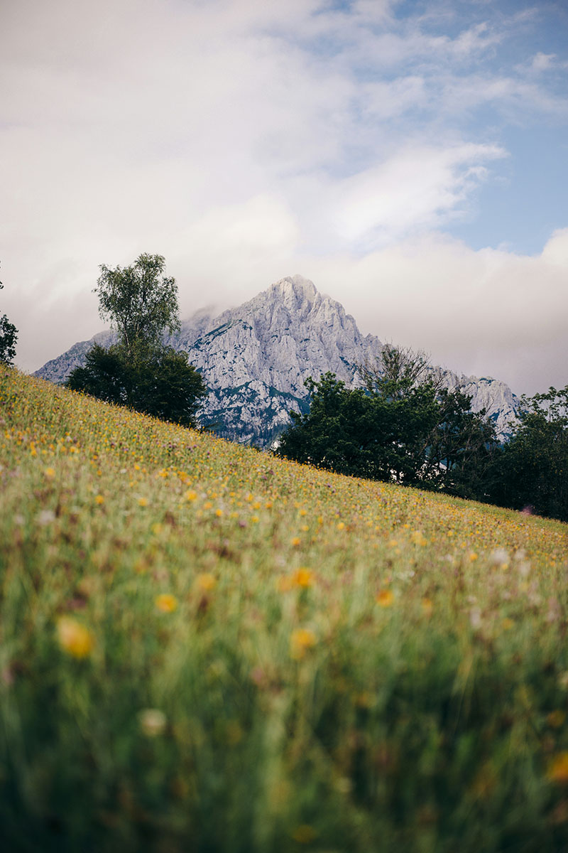 Berglandschaft mit blühender Wiese und imposantem Felsmassiv im Hintergrund, umgeben von Bäumen und blauem Himmel.